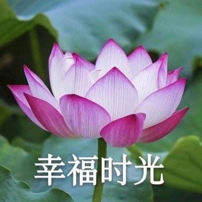 风之国地牢战场游戏下载